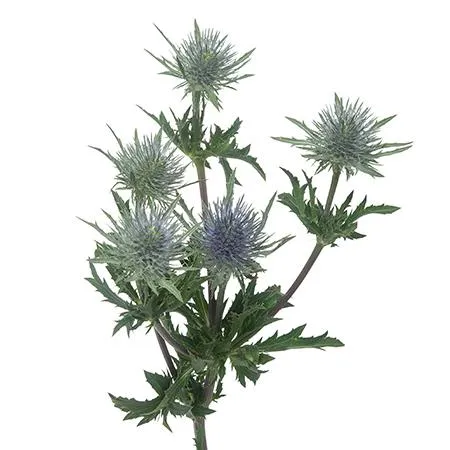 Eryngium magical anita