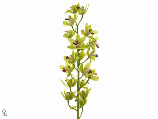 Cymbidium Mini evergreen ...