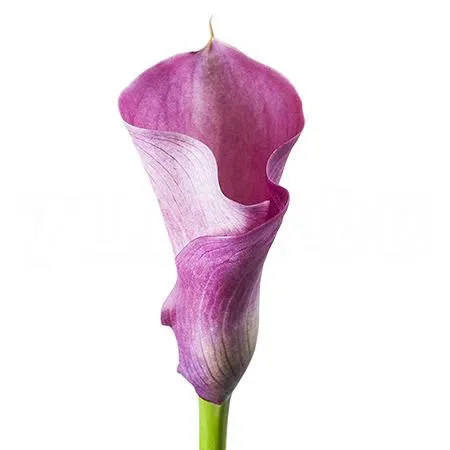 Zantedeschia captain romance