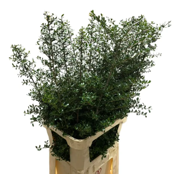 Ilex groen