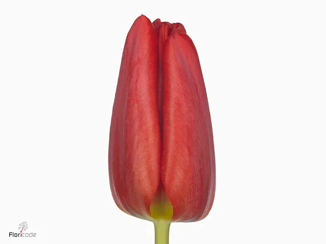 Tulip enkel toproy