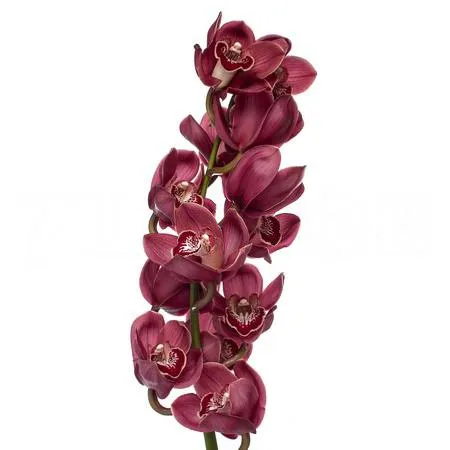 Cymbidium lucifer