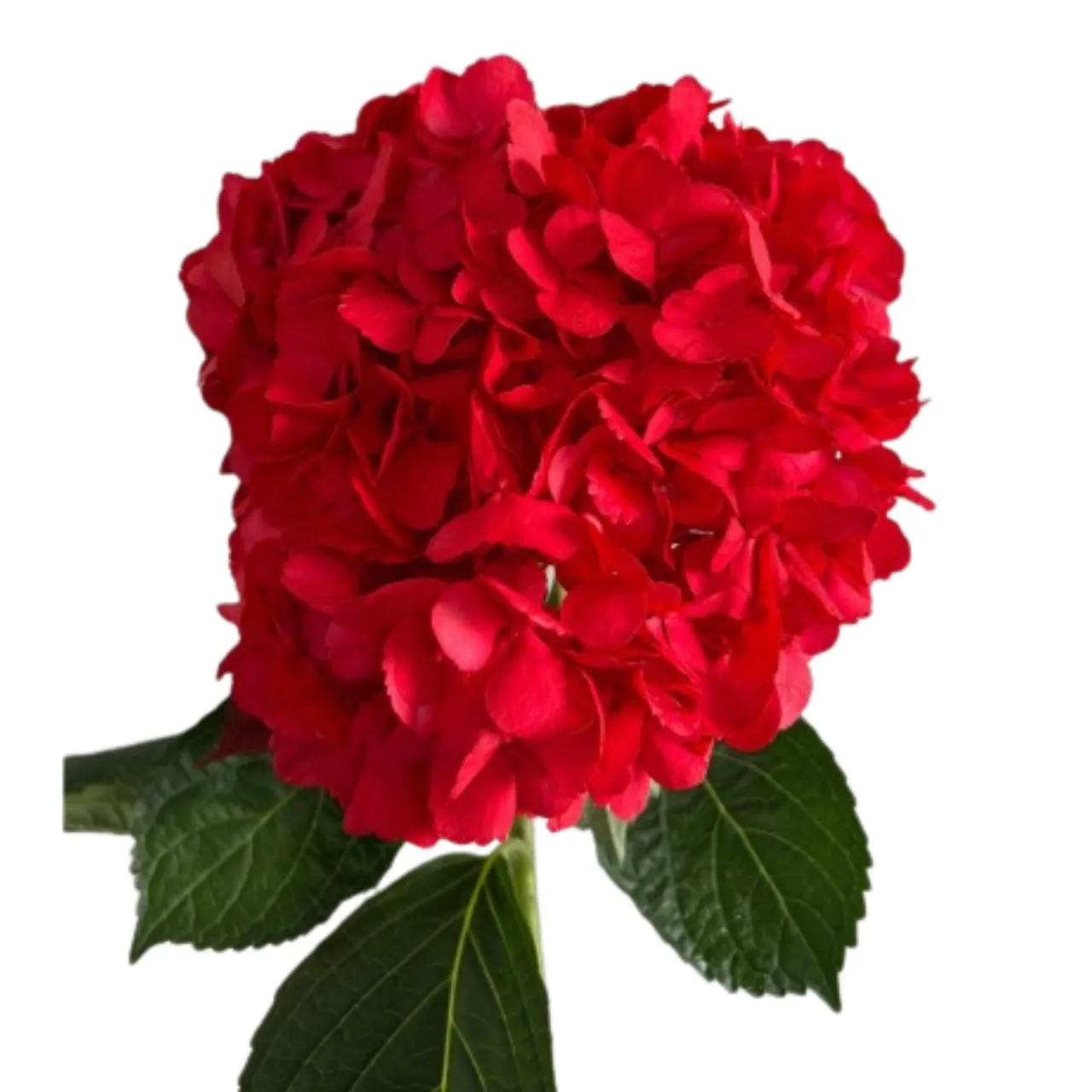 Hydrangea premium tinted red velvet