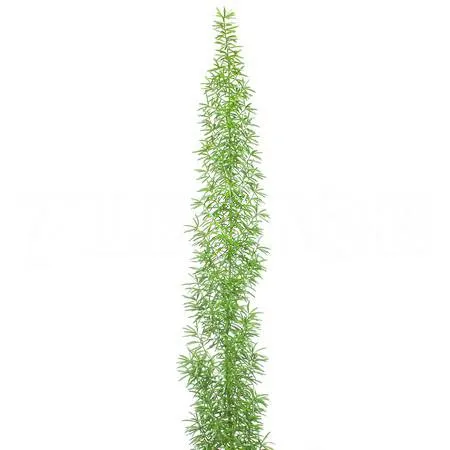 Blad Asparagus meyerii