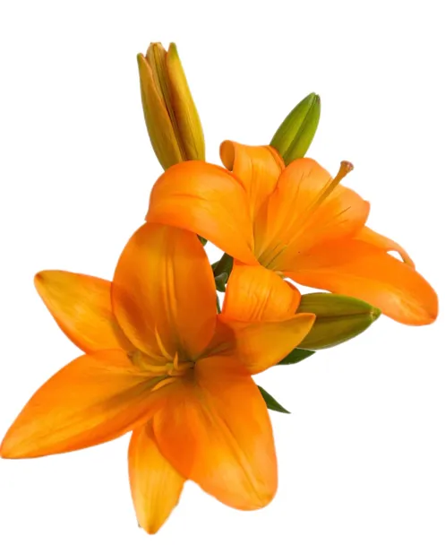 Lilium orange dream