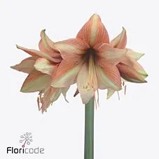 Hippeastrum mocca