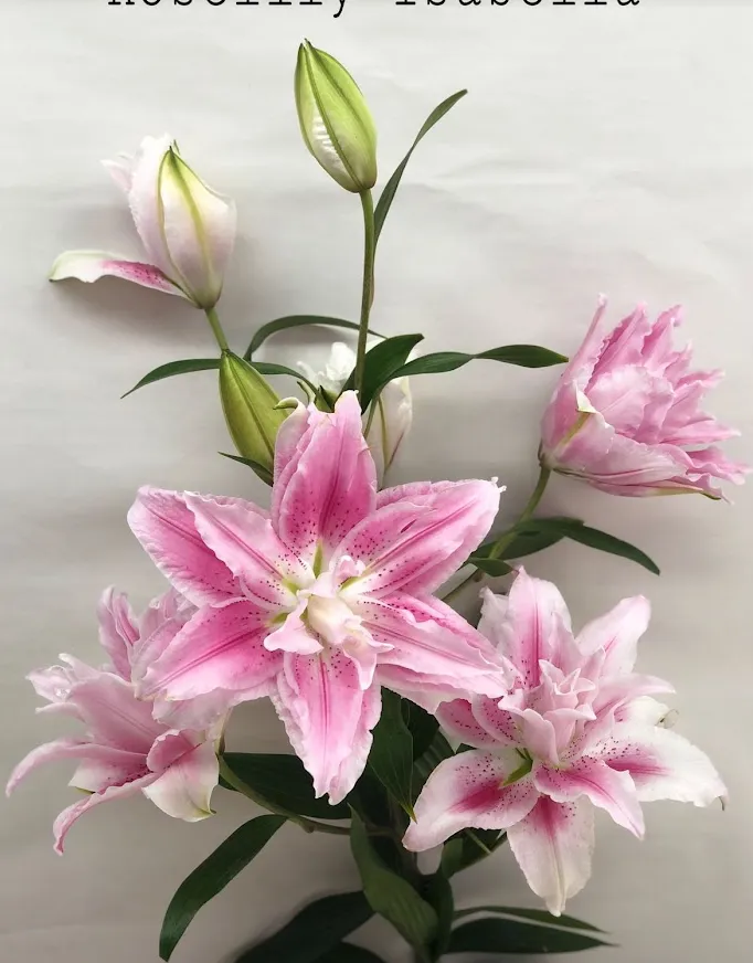 Lilium or roselily isabella