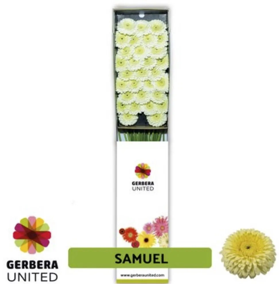 Gerbera Mini gerrondo samuel