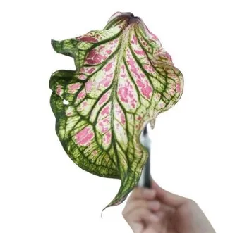 Blad Caladium bicolor peppermint