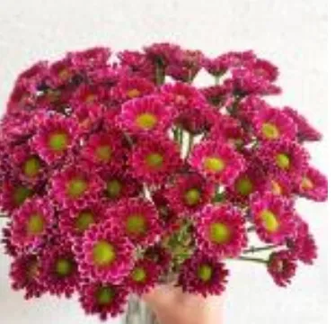 Chrysanthemum santini lucky