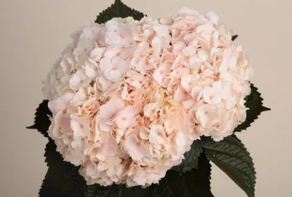 Hydrangea jumbo salmon abs