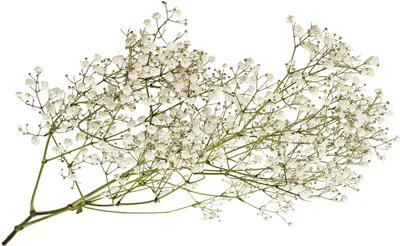 Gypsophila xlence