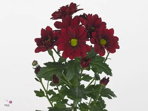 Chrysanthemum spray prominent