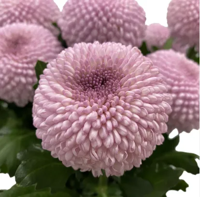 Chrysanthemum single ping pong pink