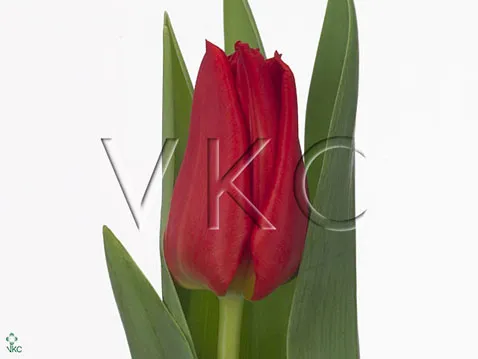 Tulip enkel yuri