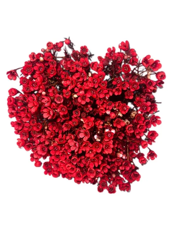 Chamelaucium premium waxflower tinted red