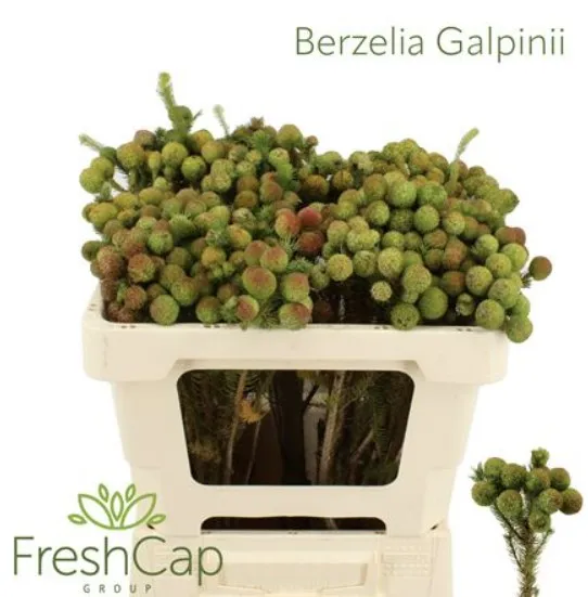 Berzelia galpini baubles