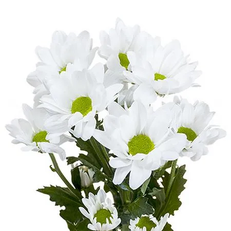 Chrysanthemum spray chic