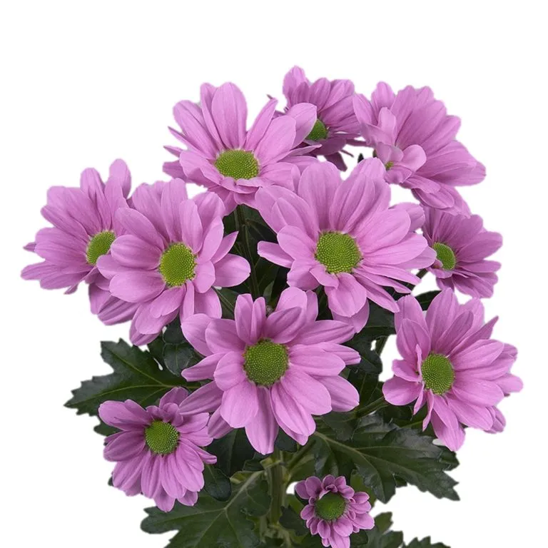 Chrysanthemum spray pink