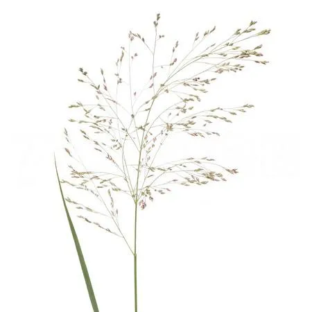 Panicum warrior