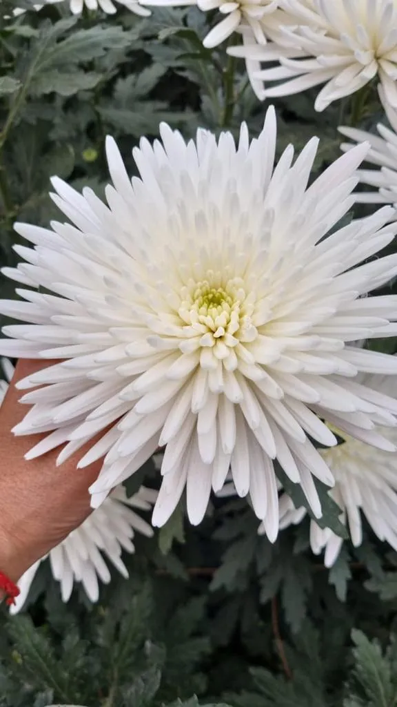 Chrysanthemum spider mum topspin