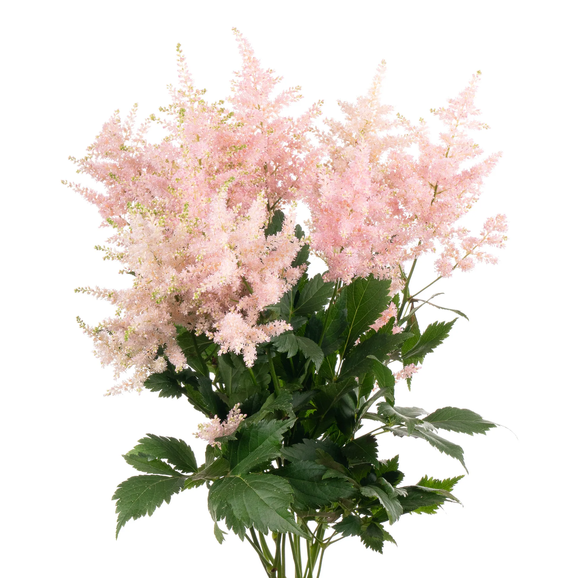 Astilbe europa