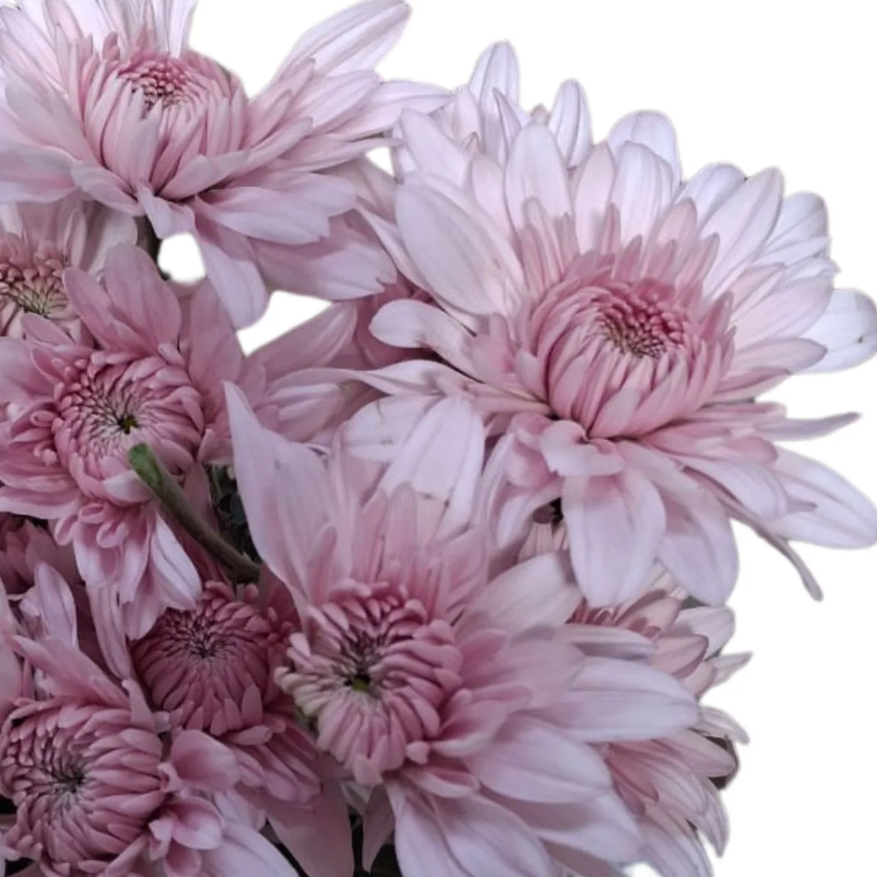 Chrysanthemum spray euphoria