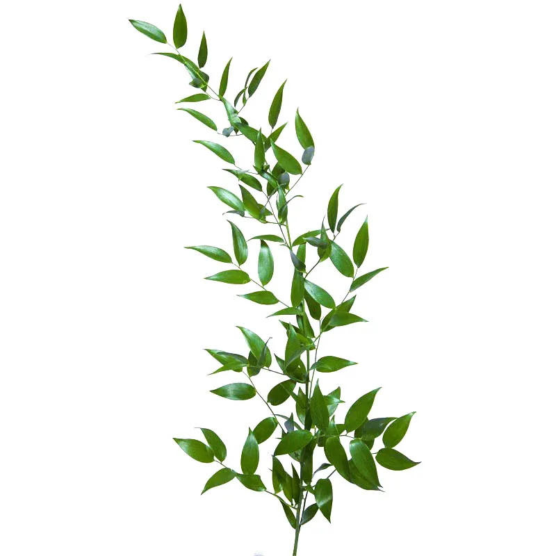 Blad Ruscus long