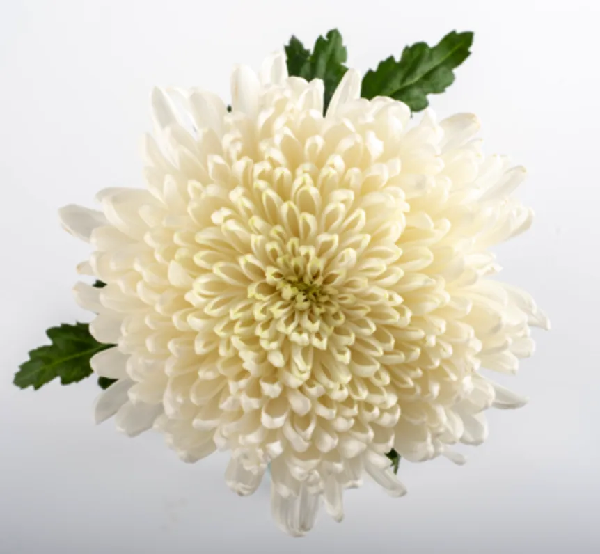 Chrysanthemum cremon everest