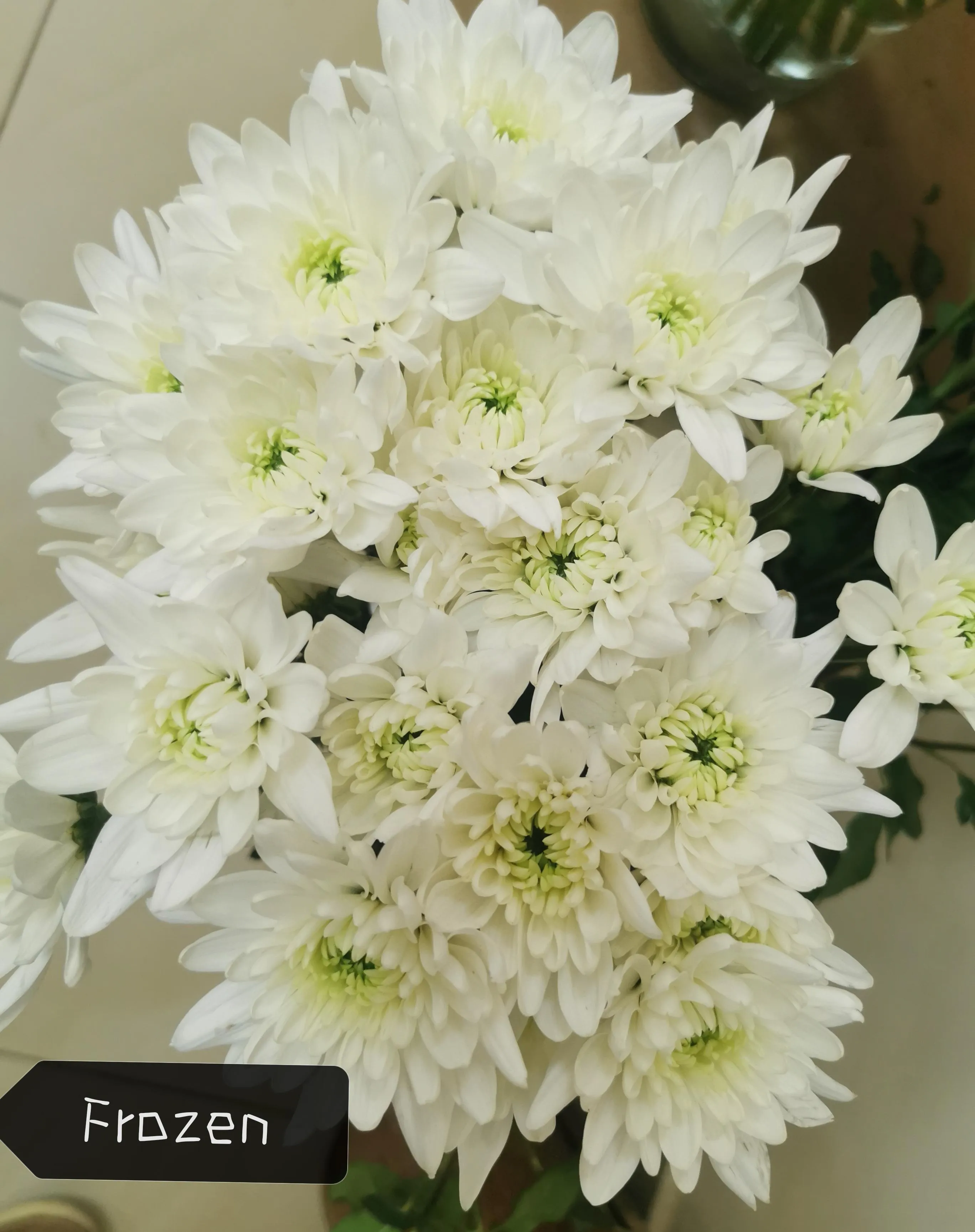 Chrysanthemum sprаy frozen