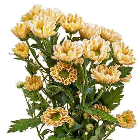 Chrysanthemum santini rossi salmon