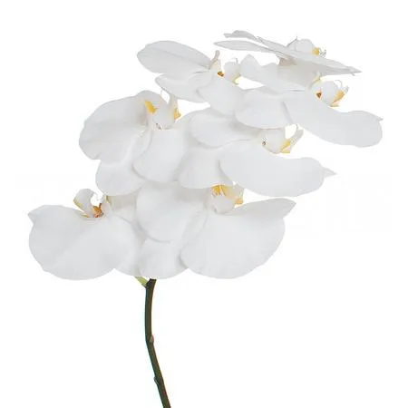 Phalaenopsis white