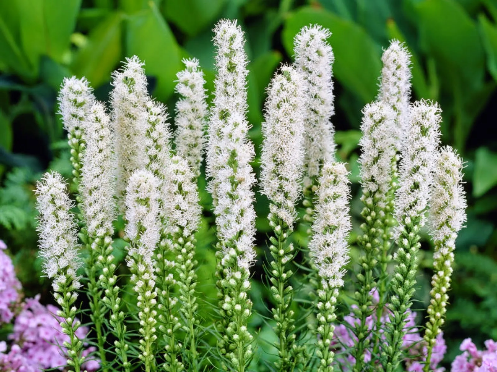 Liatris spicata alba