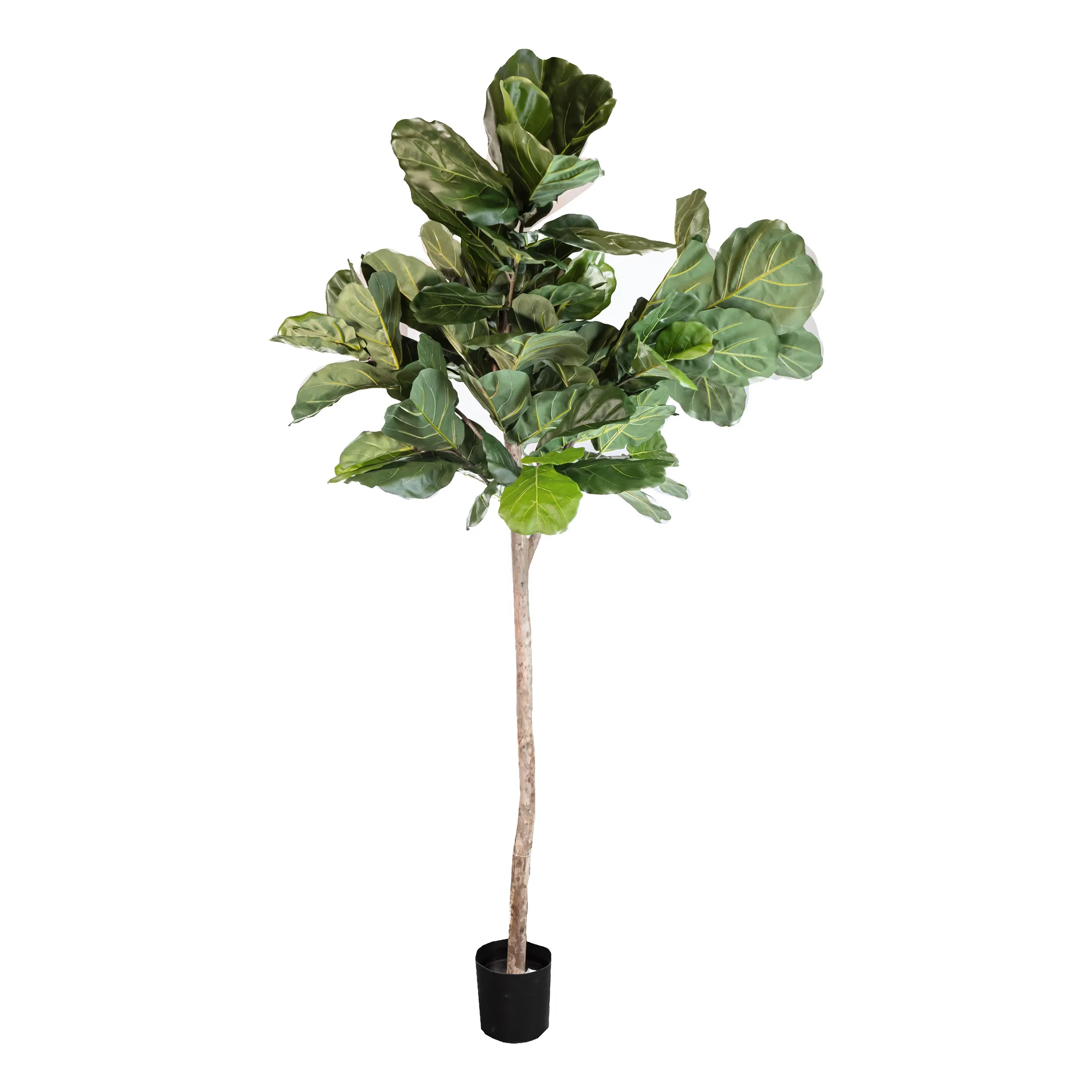 Artificial fiddle leaf tree with real trunk 89LVS