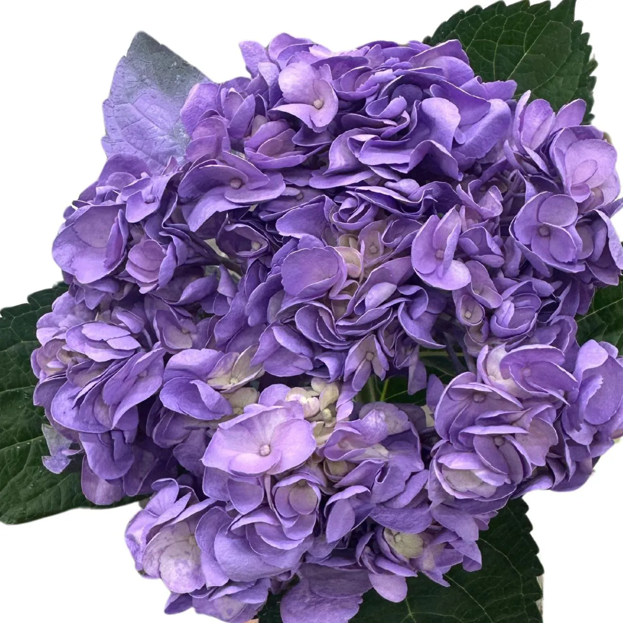 Hydrangea premium fresh lavender