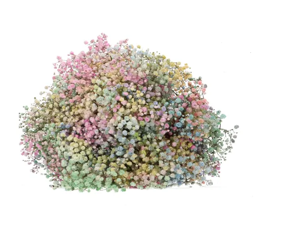 Gypsophila xlence rainbow