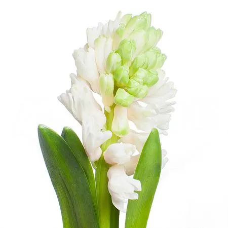 Hyacinthus white king