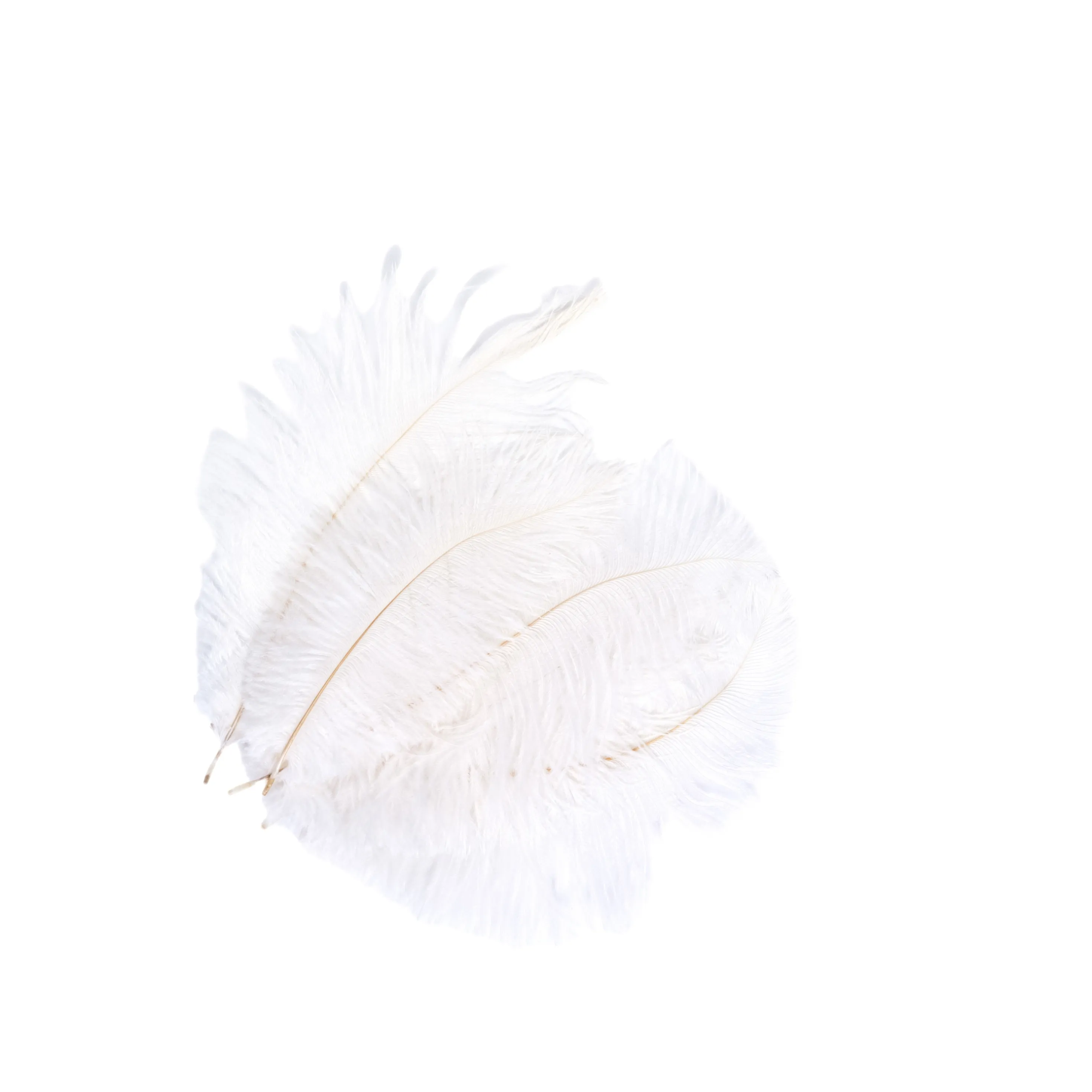 Ostrich feathers, 5pcs