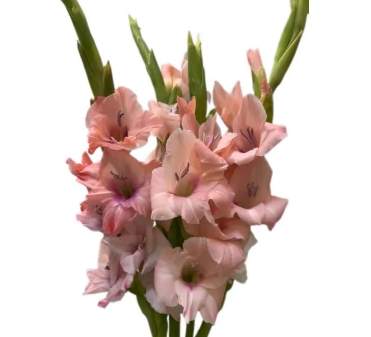 Gladiolus adina