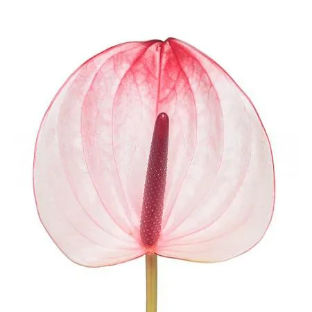 Anthurium maxima elegancia