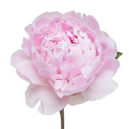 Paeonia sarah bernhardt