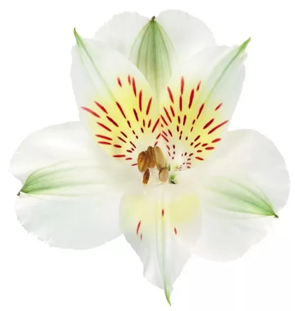 Alstroemeria whistler