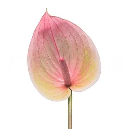 Anthurium peruzzi