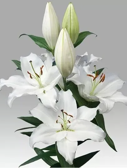 Lilium or severn