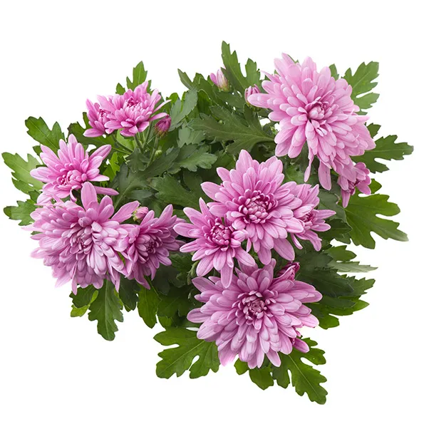 Chrysanthemum spray jorney purple