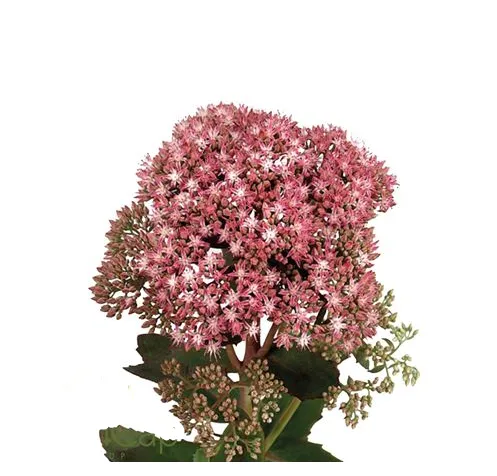 Sedum medium