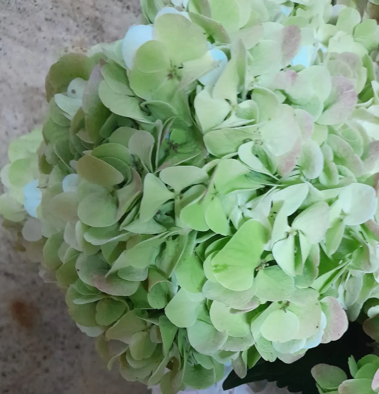 Hydrangea bianca classic