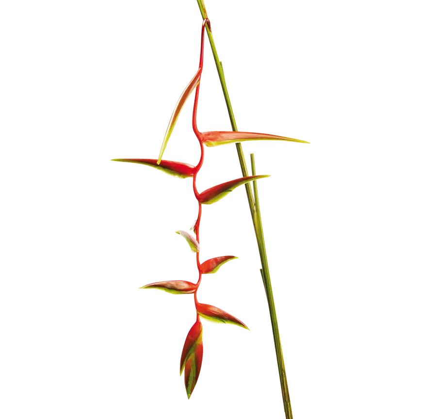 Heliconia sexy scarlet