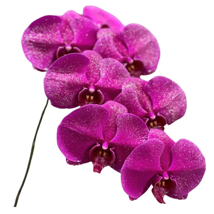 Phalaenopsis glitter purple