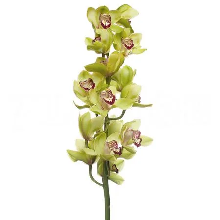 Cymbidium mrs.robin hood